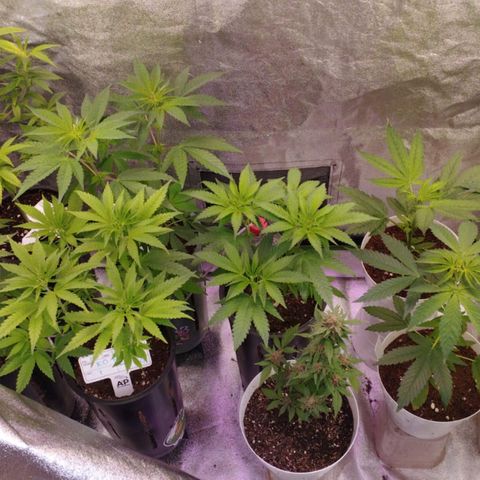 Lemonade Punch  #2 growlog timeline photo