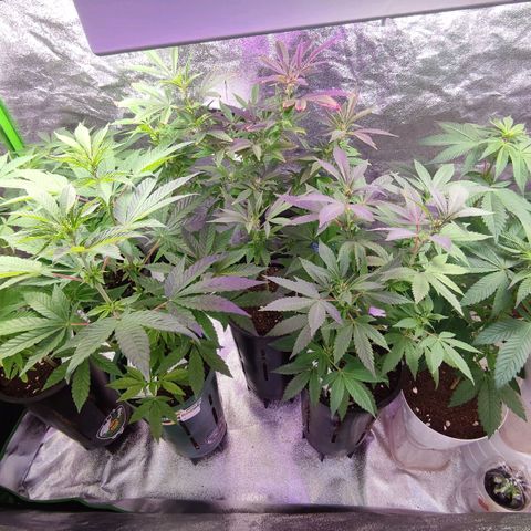Lemonade Punch  #2 growlog timeline photo