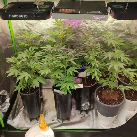 Lemonade Punch  #2 growlog timeline photo
