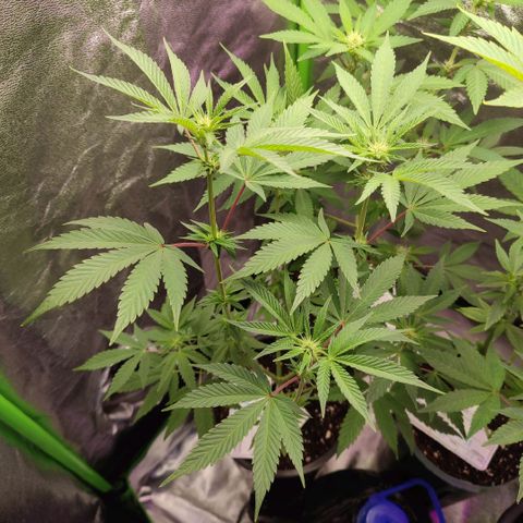 K.O ROUND 2 #1 growlog timeline photo
