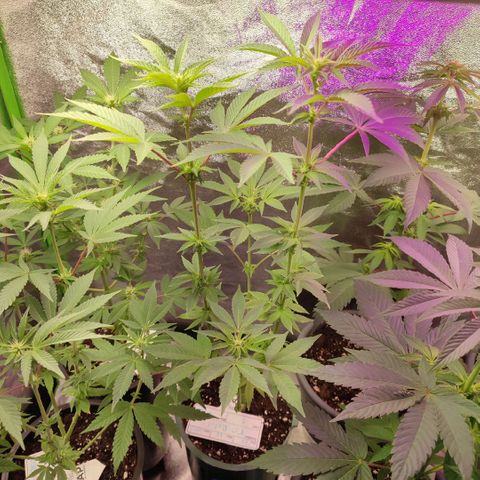 K.O ROUND 2 #3 growlog timeline photo