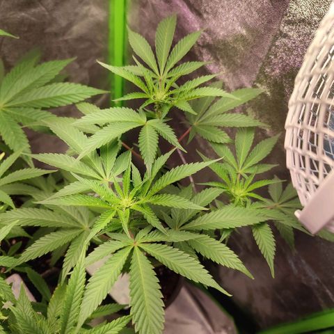 K.O ROUND 2 #2 growlog timeline photo