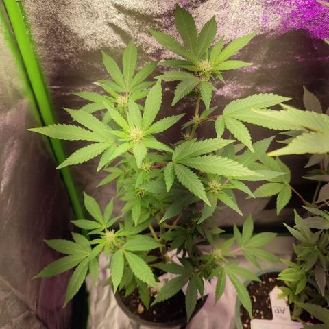 Lemonade Punch  #2 growlog timeline photo