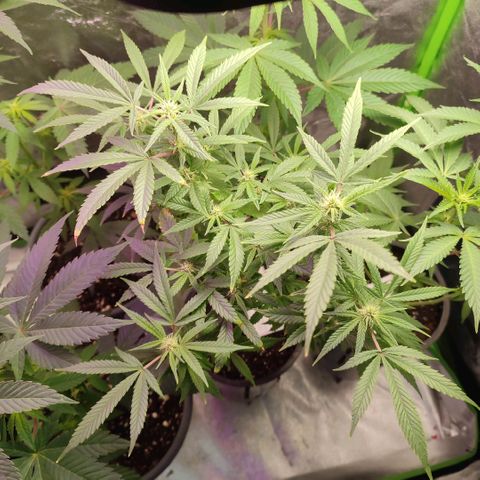 Lemonade Punch  #1 growlog timeline photo