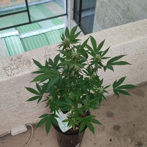 Lemonade Punch  #2 growlog timeline photo