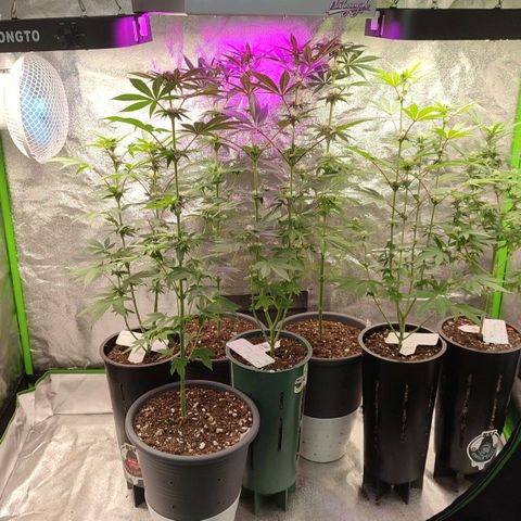 Lemonade Punch  #2 growlog timeline photo