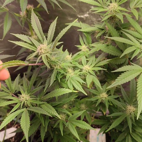 Lemonade Punch  #2 growlog timeline photo