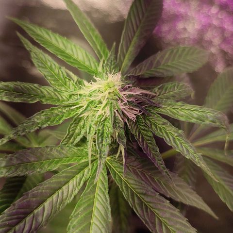 Lemonade Punch  #2 growlog timeline photo