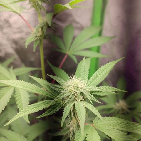 Lemonade Punch  #2 growlog timeline photo