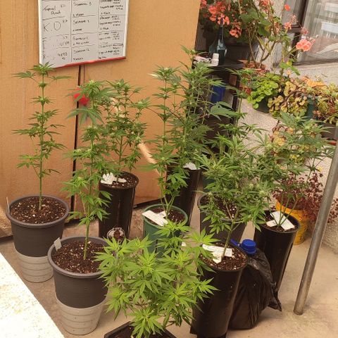 Lemonade Punch  #2 growlog timeline photo