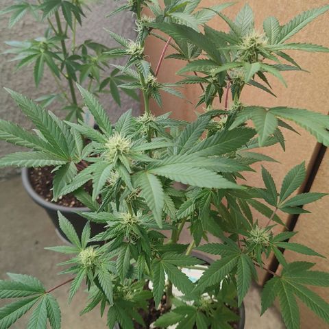 Lemonade Punch  #2 growlog timeline photo