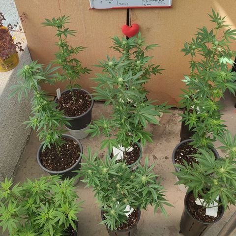 Lemonade Punch  #2 growlog timeline photo