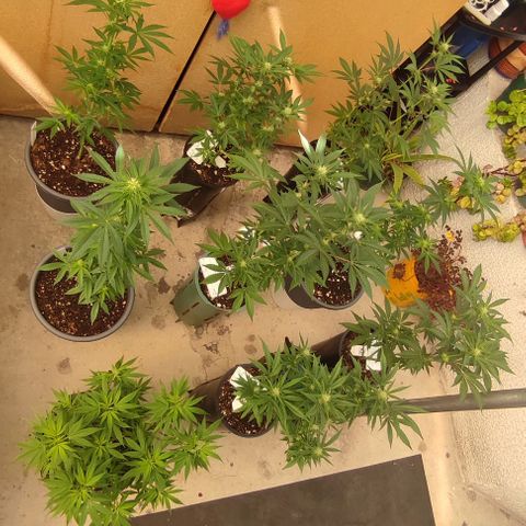 Lemonade Punch  #2 growlog timeline photo