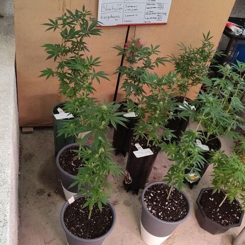Lemonade Punch  #2 growlog timeline photo