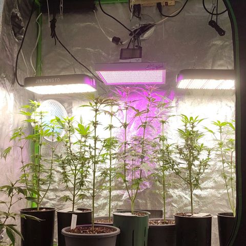 Lemonade Punch  #2 growlog timeline photo