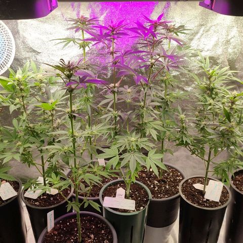 Lemonade Punch  #2 growlog timeline photo
