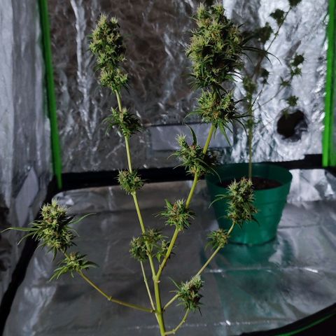 Crecimiento lento  growlog timeline photo