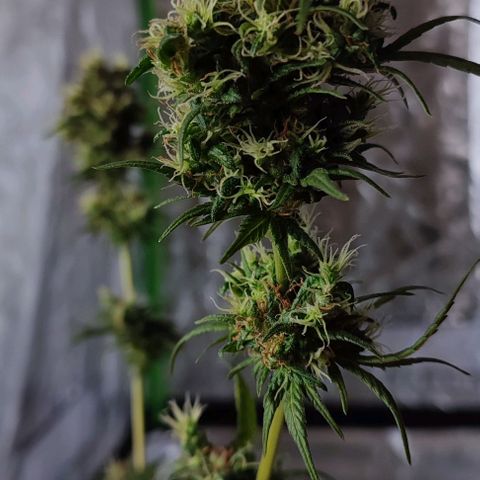 Crecimiento lento  growlog timeline photo