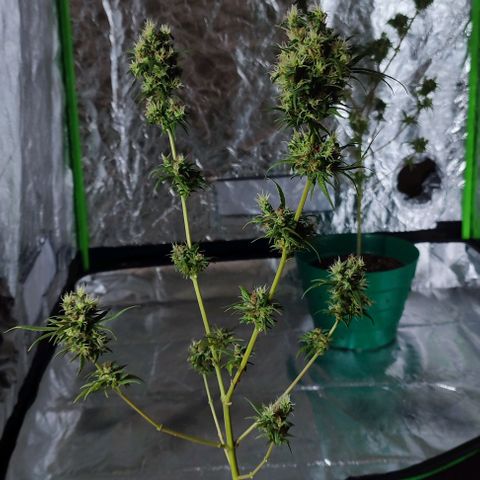Crecimiento lento  growlog timeline photo