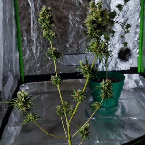 Crecimiento lento  growlog timeline photo