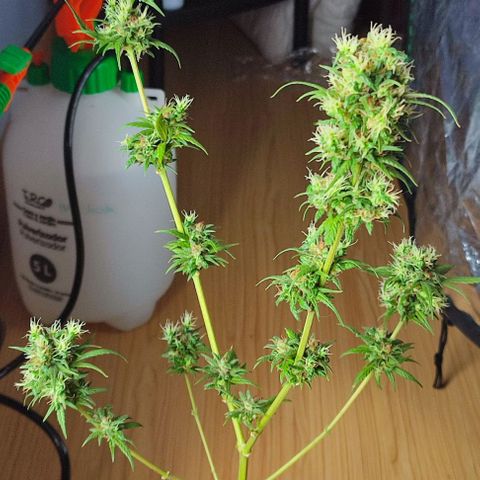 Crecimiento lento  growlog timeline photo