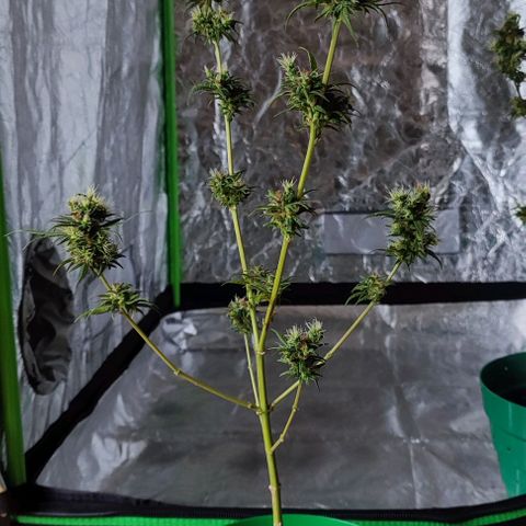 Crecimiento lento  growlog timeline photo