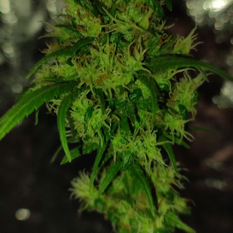 Crecimiento lento  growlog timeline photo