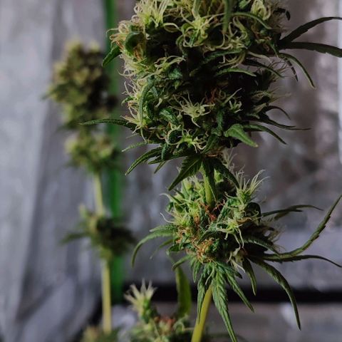 Crecimiento lento  growlog timeline photo