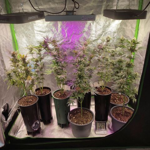 Lemonade Punch  #2 growlog timeline photo