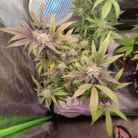 Lemonade Punch  #2 growlog timeline photo