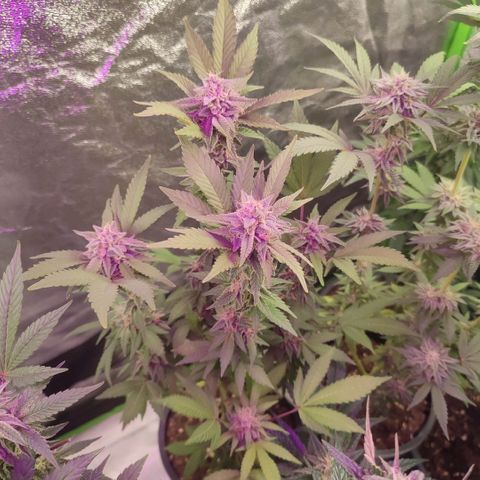 Lemonade Punch  #1 growlog timeline photo