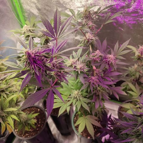 K.O ROUND 2 #1 growlog timeline photo