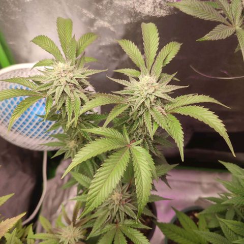 K.O ROUND 2 #3 growlog timeline photo