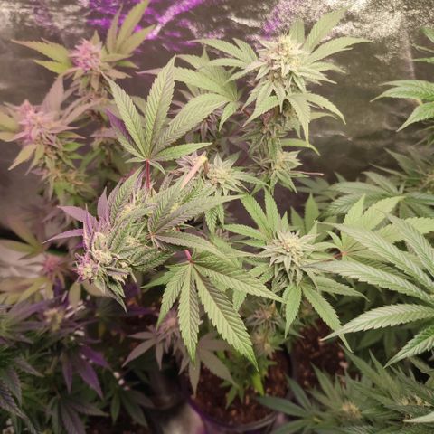 K.O ROUND 2 #2 growlog timeline photo