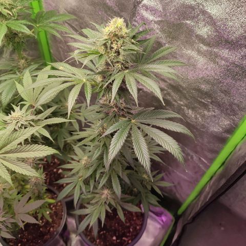 Lemonade Punch  #2 growlog timeline photo