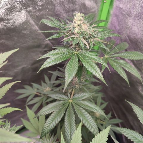 Lemonade Punch  #2 growlog timeline photo