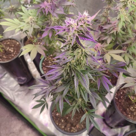Lemonade Punch  #2 growlog timeline photo