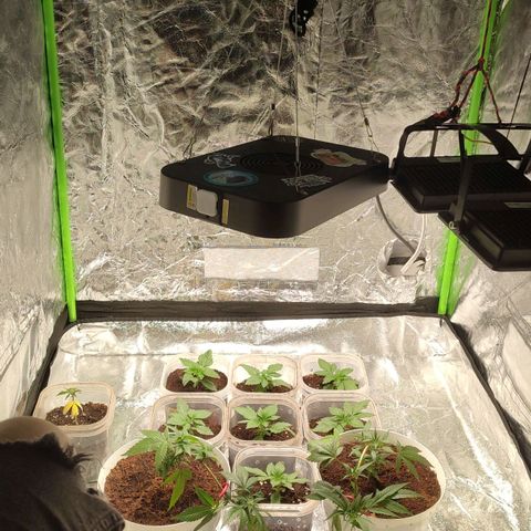 Selva Negra   growlog timeline photo