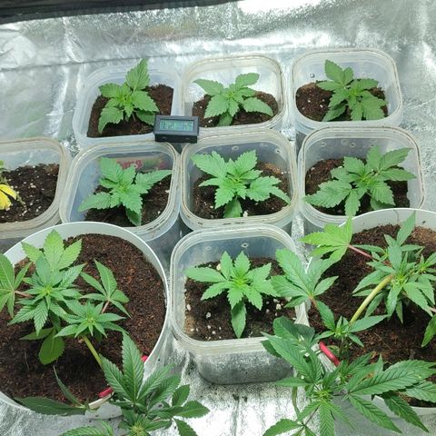 Selva Negra   growlog timeline photo