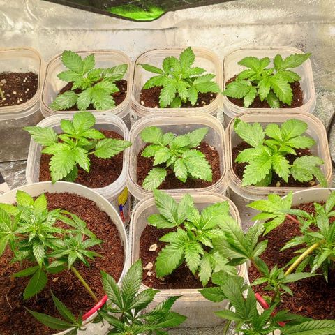 Selva Negra   growlog timeline photo