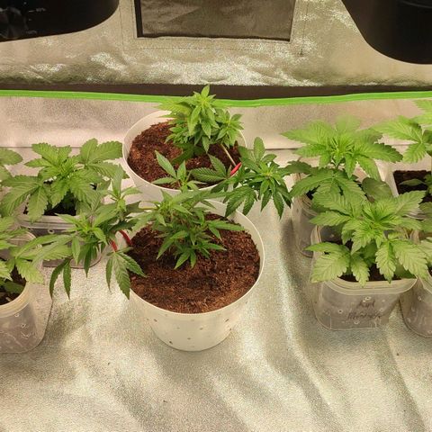 Selva Negra   growlog timeline photo