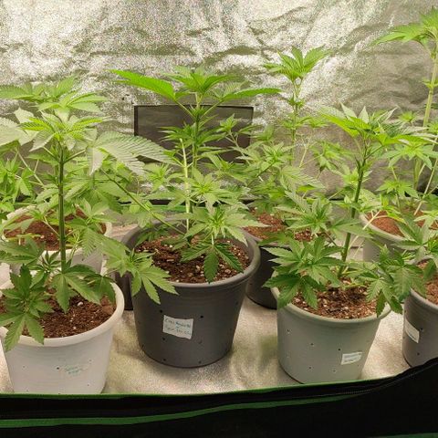 Selva Negra   growlog timeline photo