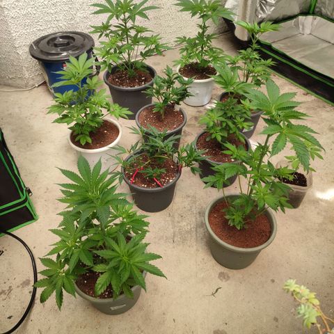 Selva Negra   growlog timeline photo