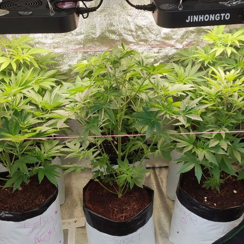 Lemonade Punch  #2 growlog timeline photo