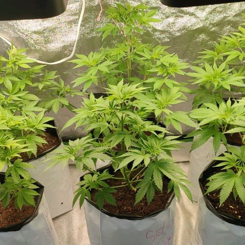 Lemonade Punch  #2 growlog timeline photo
