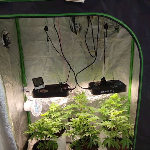 Lemonade Punch  #2 growlog timeline photo
