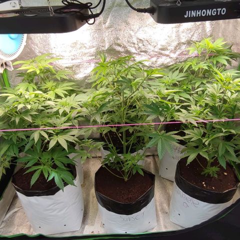 Lemonade Punch  #2 growlog timeline photo