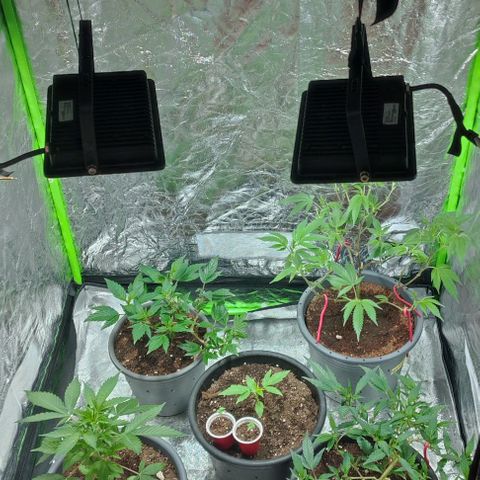 Lemonade Punch  #2 growlog timeline photo