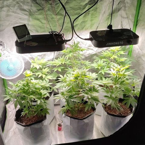 Lemonade Punch  #2 growlog timeline photo