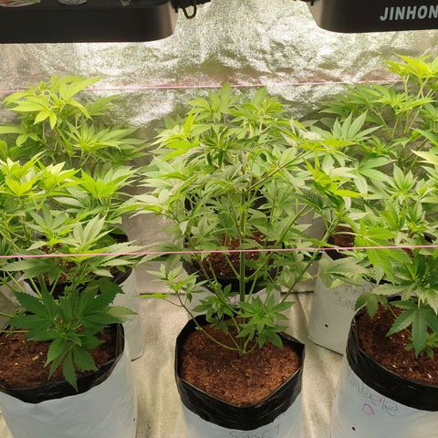Lemonade Punch  #2 growlog timeline photo